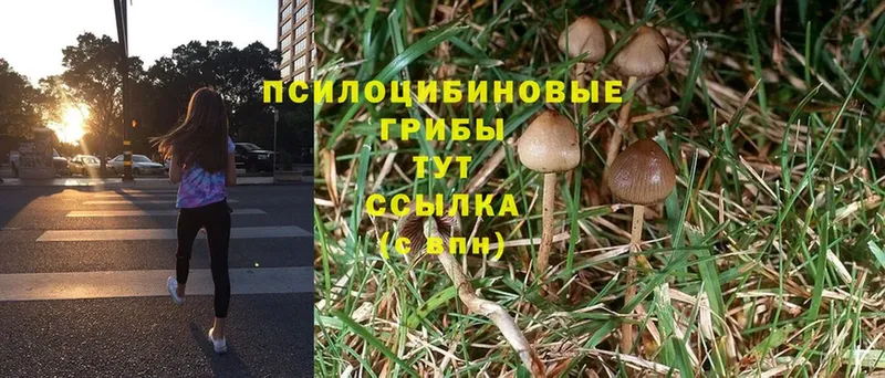 купить наркотики цена  Тайга  Галлюциногенные грибы Magic Shrooms 